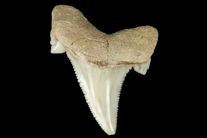 Serrated Fossil Auriculatus Tooth - Sarysu River, Kazakhstan #173805